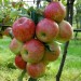 818300-appel-jonagold