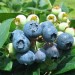 818500-blauwe-bes-bluecrop