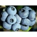 818510-blauwe-bes-berkeley
