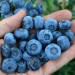 818512-blauwe-bes-chandler-xxl