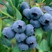 818514-blauwe-bes-duke