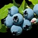 818516-blauwe-bes-elliot-elisabeth