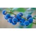818520-blauwe-bes-goldtraube-71