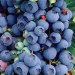 818525-blauwe-bes-heavy-crop