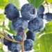 818526-blauwe-bes-hortbleu-petite-bonbonberry-serie-blue-suede