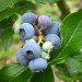 818527-blauwe-bes-jersey