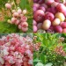 818530-blauwe-bes-mini-pinki-pink-popcorn