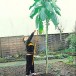 163450-mergkool-jersey-tree-walking-stick-cabbage-asturian-tree-cabbage