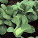 165240-mini-shanghai-paksoi-dwarf-green-stem-dwarf-shanghai