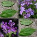 204860-orchidee-kers
