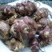 409068-aardperen-refla-red-flame