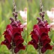 504436-antirrhinum-majus-maximum-ruby-red