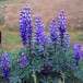 538550-lupinus-succulentus