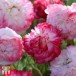 544520-papaver-rhoeas-supreme