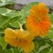 558440-tropaeolum-nanum-tom-thumb-type-alaska-salmon-orange