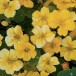 558474-tropaeolum-majus-banana-cream-banana-split