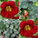 558495-tropaeolum-majus-blue-pepe