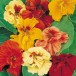 558600-tropaeolum-majus-double-glorious-gleam