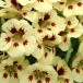 558760-tropaeolum-nanum-ladybird-cream