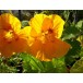 558770-tropaeolum-majus-lobbianum-luteus