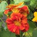 558820-tropaeolum-majus-double-gleam-hybrids-orange-gleam