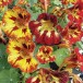558824-tropaeolum-nanum-orchid-flame