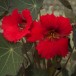 558835-tropaeolum-nanum-punky-red