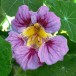 558840-tropaeolum-majus-purple-emperor