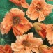558850-tropaeolum-nanum-top-flowering-double-type-salmon-baby