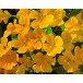 559081-tropaeolum-nanum-top-flowering-single-type-golden-yellow