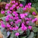 583165-cyclamen-coum-rubrum