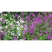596180-lunaria-annua-mixed