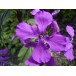 596200-lunaria-annua-purperviolet
