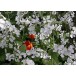 596300-lunaria-annua-sissinghurst-white