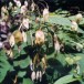 596350-lunaria-rediviva