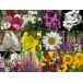 611350-boerenbloemen-grote-tien
