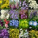 614010-bloeiende-bosweide-wereldbloemen