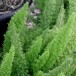 621000-asparagus-densiflorus-meyeri