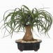 621600-beaucarnea-recurvata