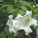 621640-beaumontia-grandiflora