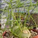 621820-bowiea-volubilis