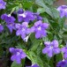 621880-browallia-speciosa