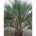 622500-butia-capitata