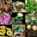 622800-aloinopsis-mix
