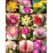 622820-argyroderma-mix