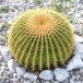 622880-echinocactus-grusonii