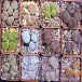623000-lithops-mix