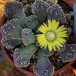 623200-titanopsis-mix