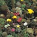 623700-cactussen-succulenten-superfine-mixed