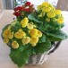 625400-calceolaria-hybriden-bubblegum-mixed-f2